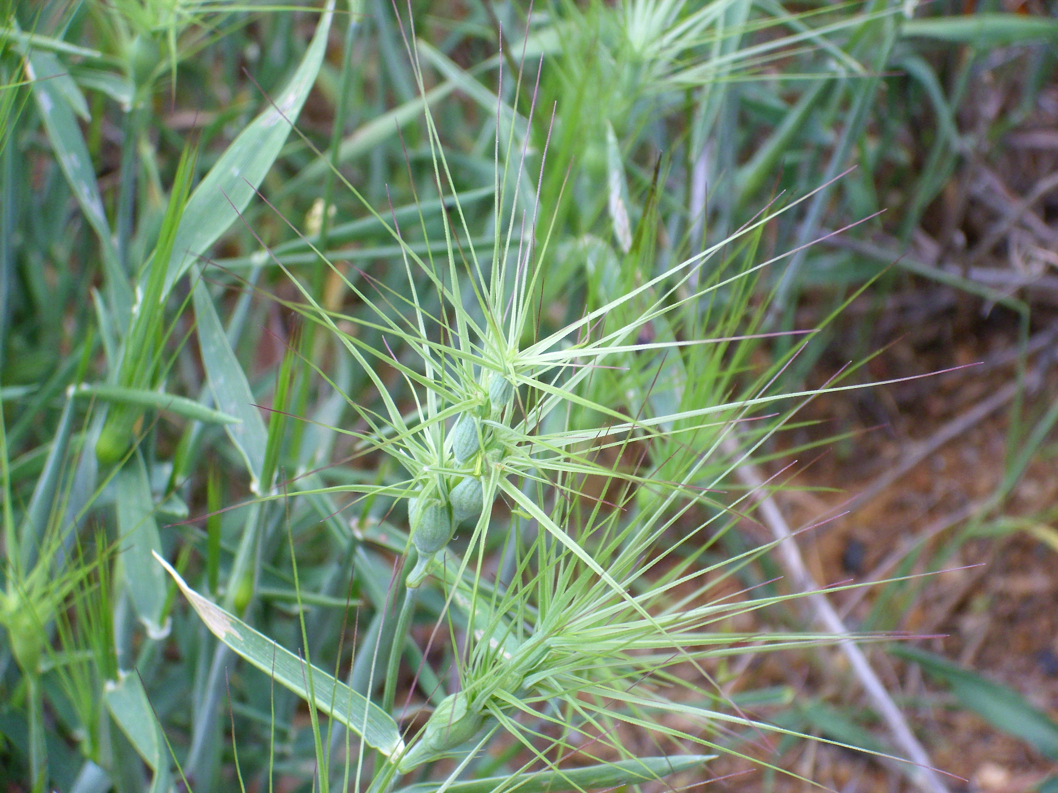 Ovate Goat Grass
